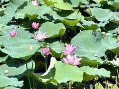 -艾溪湖湿地公园