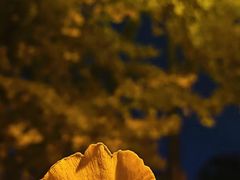 -四川大学(华西校区)