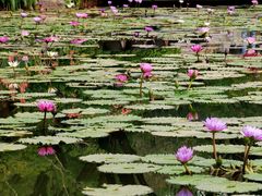 -云溪植物园