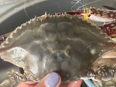 -重振华中蔬菜批发市场(重庆中路店)