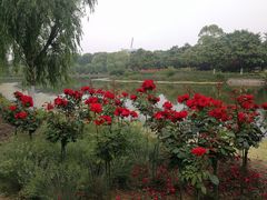 -上海鲜花港