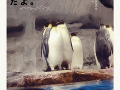 -海合安武汉极地海洋公园