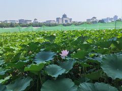 -莲花池公园