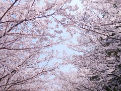 -高东镇樱花园