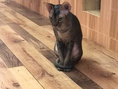 -袖虎·猫馆(体育西路店)