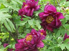 -洛阳郁金香牡丹园