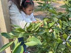 -前小桔亲子创意农场·草莓采摘·露营烧烤