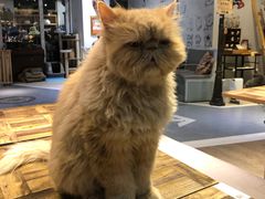 -小时光咖啡馆(开森度假森林店)