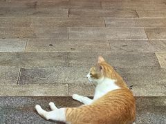 -蛇口康乐快餐鱼仔档(翠苑小区店)