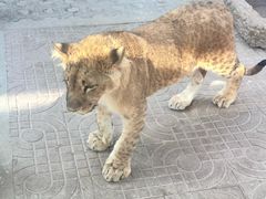 -西霞口神雕山野生动物世界