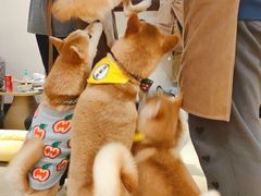 -逗柴咖啡屋·狗咖猫咖宠物桌游