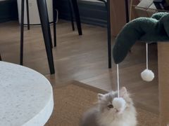 -momokira米努特·德文卷毛猫·棉花面纱犬