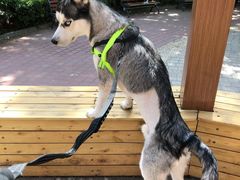 -北京赛佳动物医院