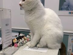 -纳吉亚猫专科动物医院·北北分院
