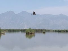 -哈素海