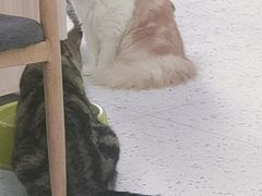 -喵园·猫主题咖啡厅·撸猫·猫咖(国贸店)