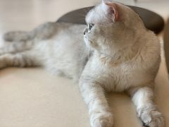 -飞行喵MR PILOT|猫舍·猫咖(静安大融城店)