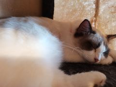 -喵屿·大理花园猫咖