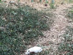 -上海佘山国家森林公园天马山园