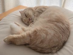 -香港麦道(毅腾商都店)