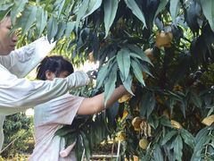 -老袁家蜜桃农场·阳山水蜜桃