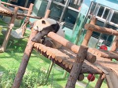 -大连森林动物园