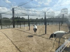 -盐城丹顶鹤湿地生态旅游区