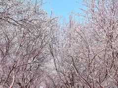 -桃花堤公园