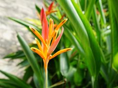 -中国科学院华南植物园