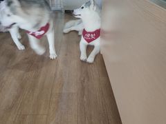 -Husky Go! 哈士奇体验馆·宠物咖啡厅狗咖
