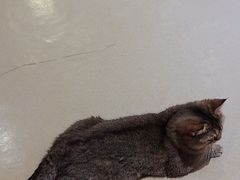 -藏猫猫咖啡主题馆(中央大道店)