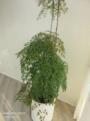 -HEYAN荷妍专业脱毛连锁机构