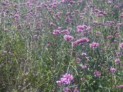 -北京东方普罗旺斯薰衣草庄园