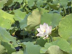 -苏州金鸡湖大酒店