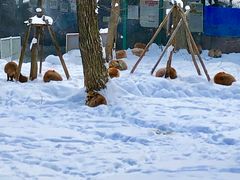 -宫城藏王狐狸村