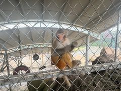 -西霞口神雕山野生动物世界