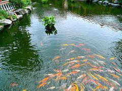 -大门水乡·顺德菜