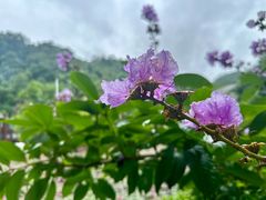 -野象谷景区