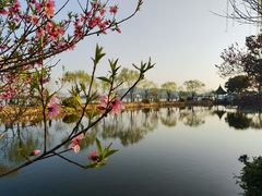 -无锡蠡湖国家湿地公园-蠡园
