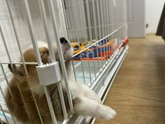 -翊宠yipet猫狗购宠庄园犬舍•猫舍