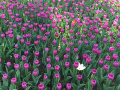 -长春公园(普阳街道)