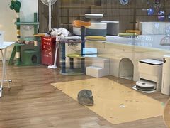 -COLOR PETS 撸猫馆·购猫·猫咖(长风大悦城店)