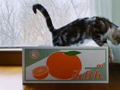 -猫大福·Fortune Cat猫舍(百子湾店)