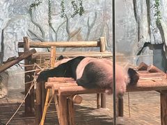 -深圳野生动物园
