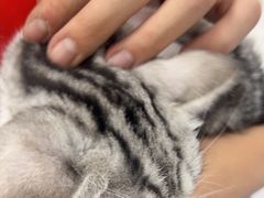 -美联众合爱康动物医院•复杂内科•肿瘤科•牙科•腔镜诊疗中心