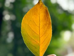 -重庆市江北嘴中央商务区中央公园