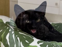 -青奢宠物·青奢猫舍