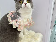 -爱洗澡的猫(望京店)