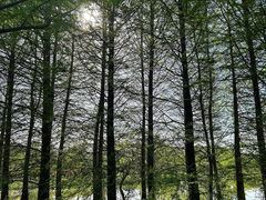 -扬州芍药园(仪征市)