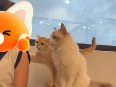 -有喵·猫咖·狗咖·30几只猫10只小狗(岗厦店)
